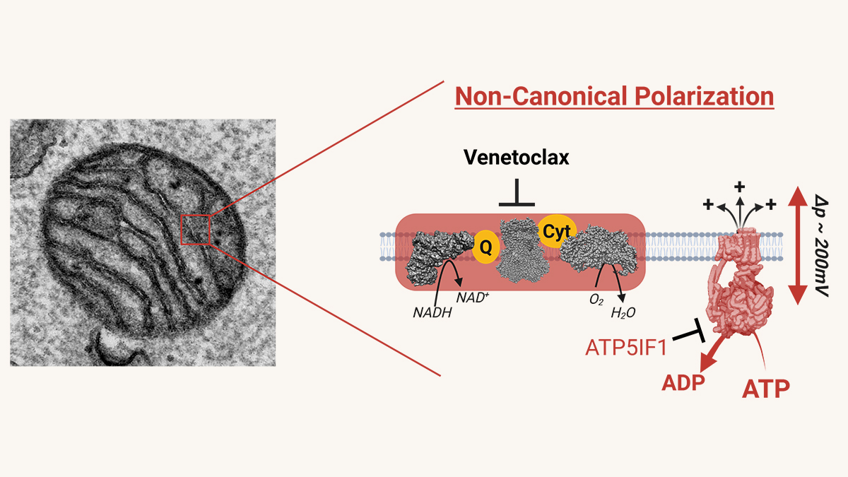 Non-Canonical Polarization