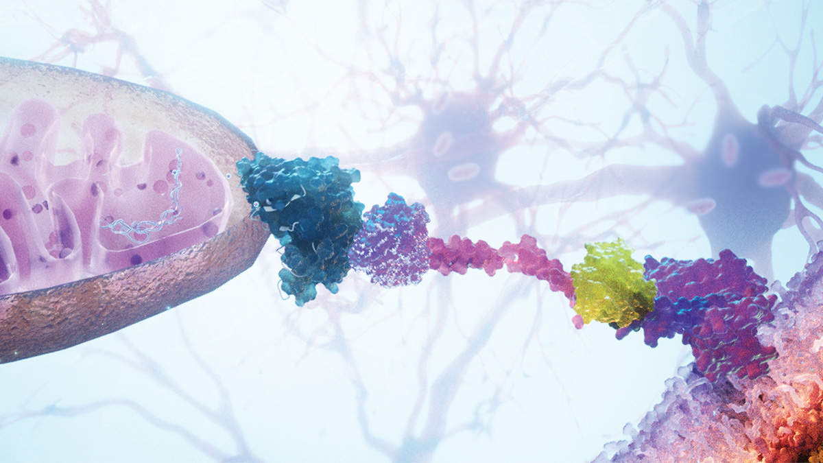 Cell-Type-Targeted mitochondrial transplantation