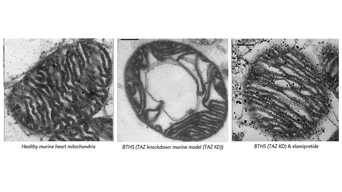 3 microscopy slides