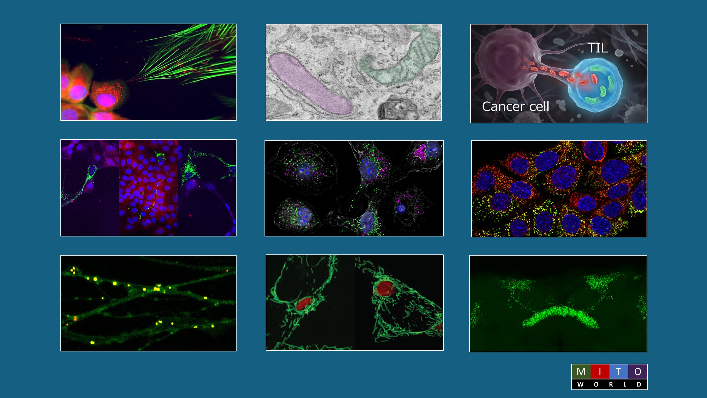 MitoWorld Year in Review 2025