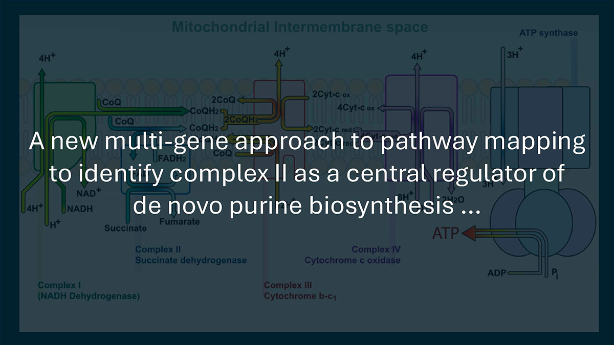 A new multi-gene approach to pathway mapping to identify complex II as a central regulator of de novo purine biosynthesis...